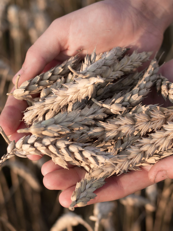 Trigo Candeal Pastas de autor